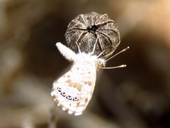 Brephidium metophis