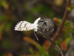 Brephidium metophis