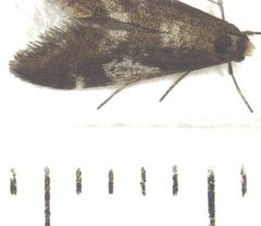 Lepidoscia lainodes