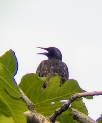 Sturnus vulgaris
