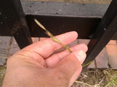 Bromus pitensis