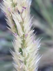 Melica ciliata