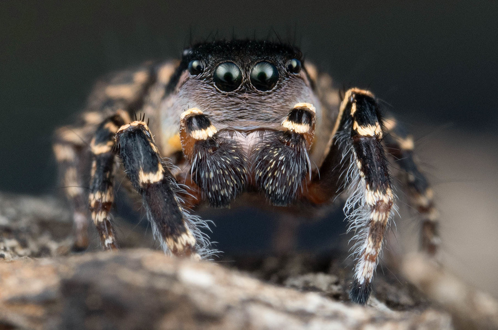 Habronattus pugillis