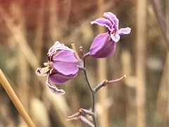 Streptanthus glandulosus glandulosus