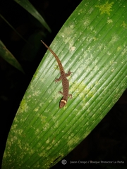 Lepidoblepharis buchwaldi