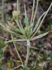 Plantago afra