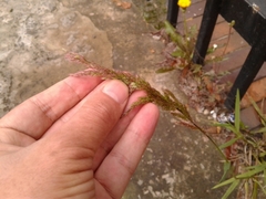Polypogon elongatus