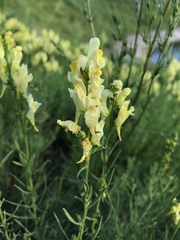 Linaria vulgaris