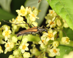 Strangalia acuminata