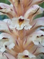 Orobanche amethystea