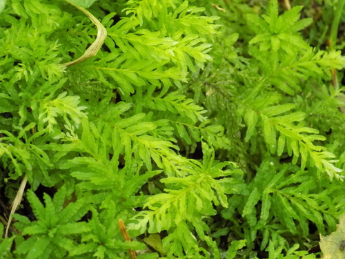 Vingialapė lapūnė nuotrauka