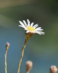 Almutaster pauciflorus