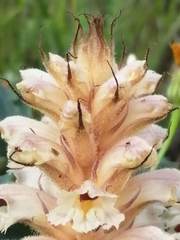 Orobanche amethystea