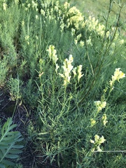 Linaria vulgaris
