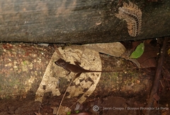 Anolis maculiventris