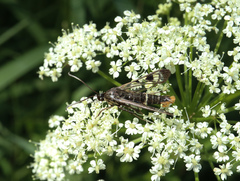 Synanthedon scoliaeformis