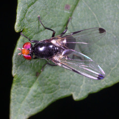 Seioptera