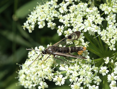 Synanthedon scoliaeformis
