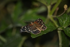 Anthanassa texana