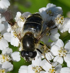 Eristalis rupium