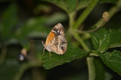Anthanassa texana