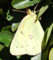Colias eurytheme