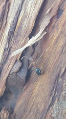 Camponotus sayi