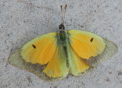 Colias eurytheme