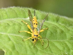 Xanthopimpla punctata