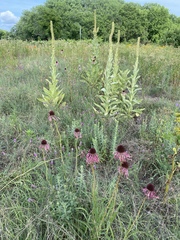 Echinacea angustifolia