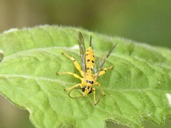 Xanthopimpla punctata