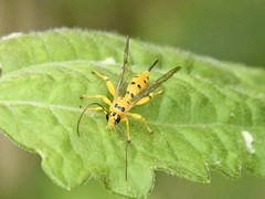 Xanthopimpla punctata