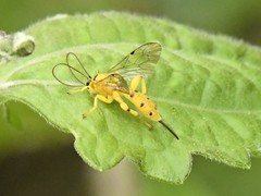 Xanthopimpla punctata