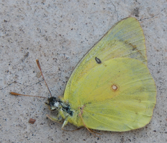Colias eurytheme