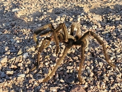 Aphonopelma gabeli