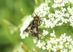 Chrysops divaricatus