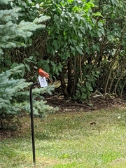 Cardinalis cardinalis
