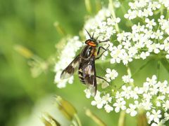 Chrysops divaricatus