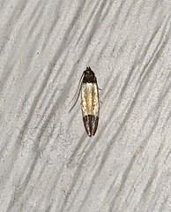 Anacampsis coverdalella