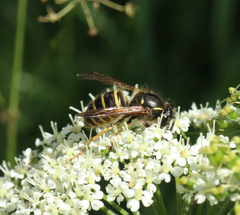Dolichovespula norwegica