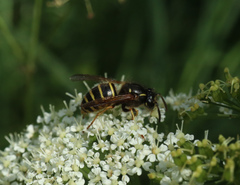Dolichovespula norwegica