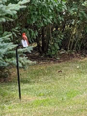 Cardinalis cardinalis