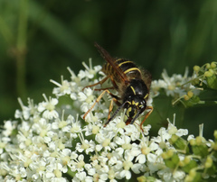 Dolichovespula norwegica