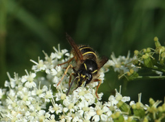 Dolichovespula norwegica