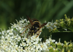 Dolichovespula norwegica