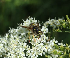 Dolichovespula norwegica