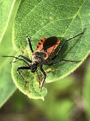 Rhynocoris ventralis