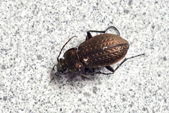 Carabus maeander