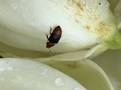 Caplothorax melanopterus