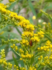 Coccinella septempunctata